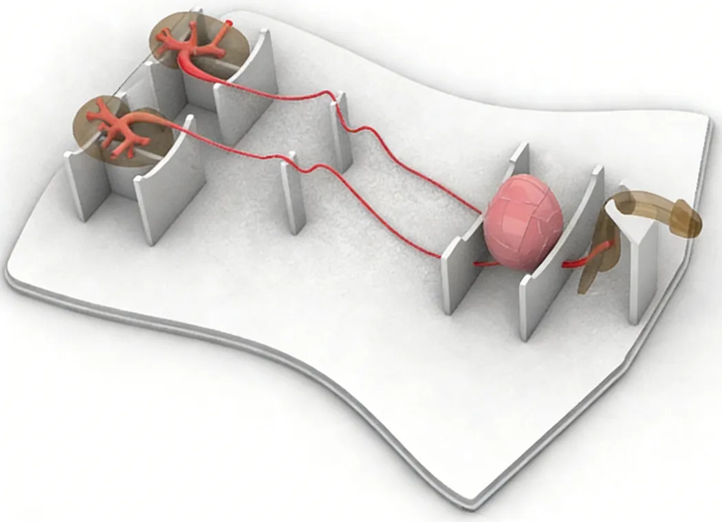 Anatomical rendering of the US-M001 male urinary system model