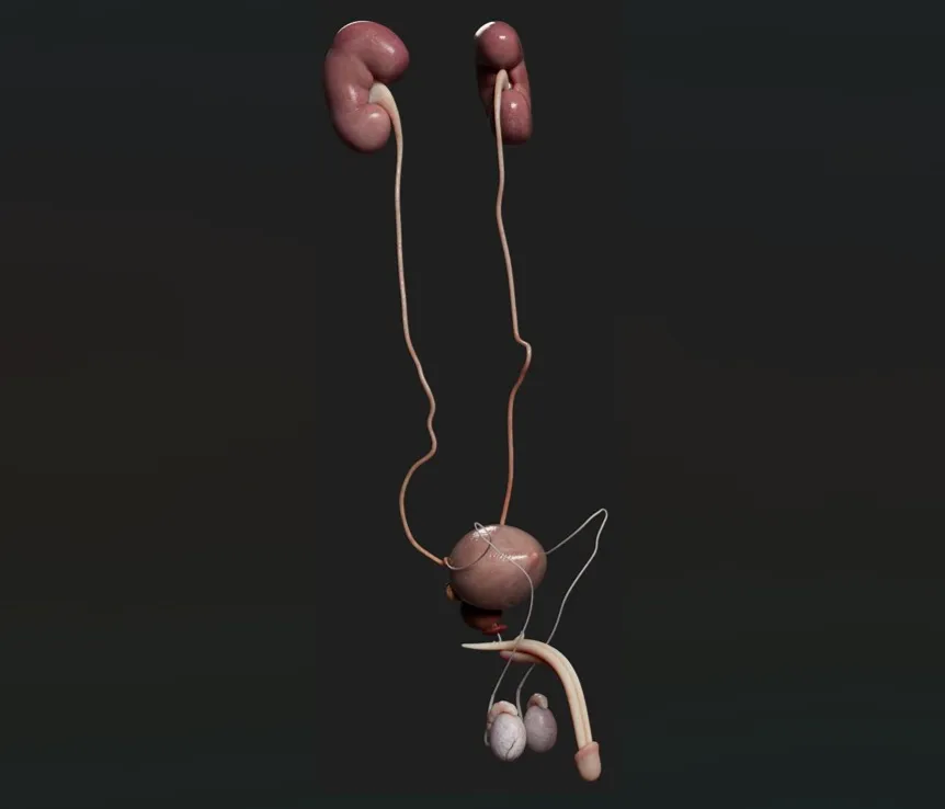 Endoscopic view inside the US-M001 urinary system model