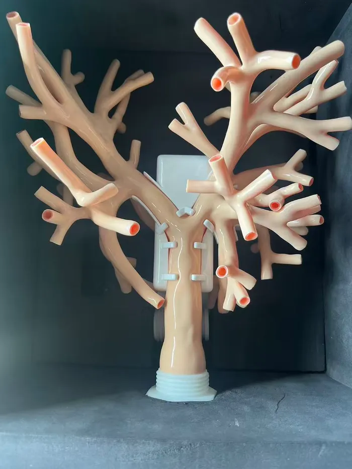 RT-L001 bronchial tree model for endoscopic airway training, by Zlinemed