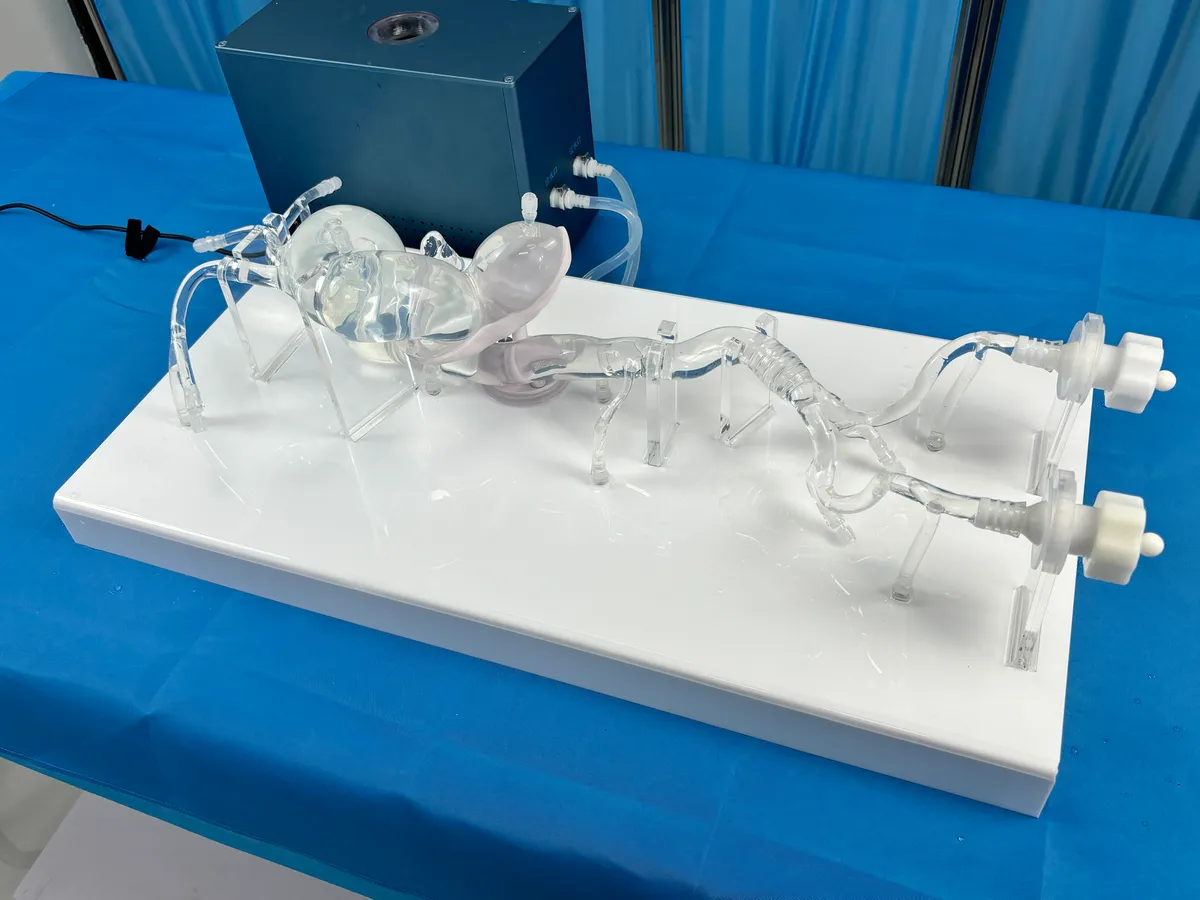 Transparent silicone aortic vascular model