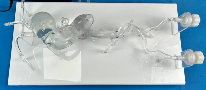 TAO001 aortic intervention simulation model in transparent silicone for endovascular training, by Zlinemed